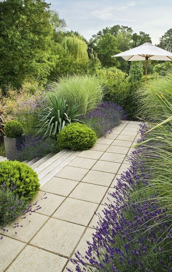 Lush garden pathway with large concrete pavers, vibrant lavender, and spherical boxwoods, featuring a central wooden deck for relaxation.