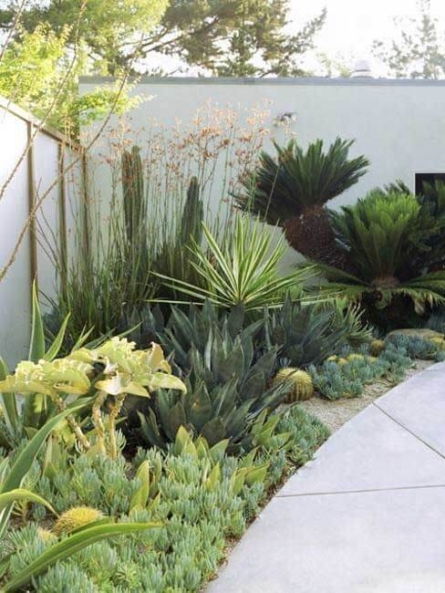 Drought-resistant succulent landscape design with a curved concrete pathway, featuring agave, cycads, and ornamental grasses for visual interest.