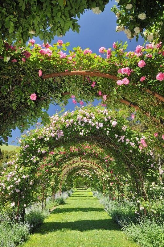 Trellises adorned with blooming pink roses create inviting pathways in a lush garden, perfect for DIY inspiration and bohemian decor.