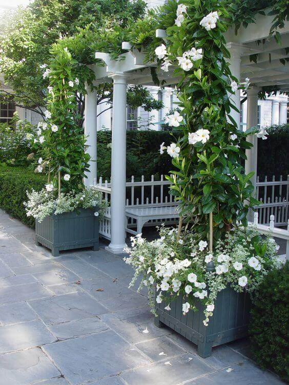 Two wooden planters with white flowers and climbing plants, framed by a white pergola, create a stylish outdoor trellis garden.
