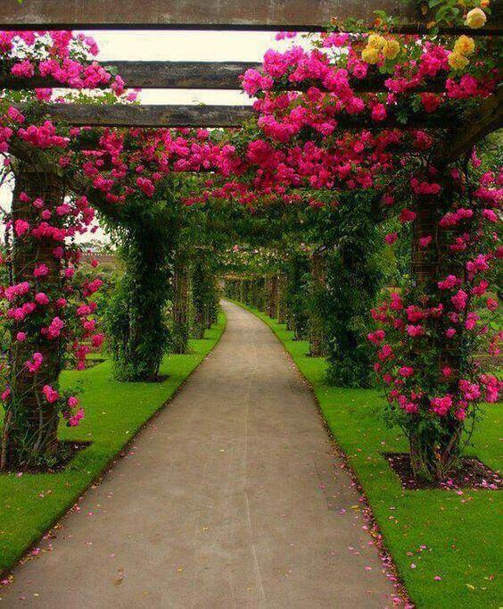 A gently curving pathway bordered by lush grass, featuring an arched wooden trellis adorned with vibrant bougainvillea flowers.