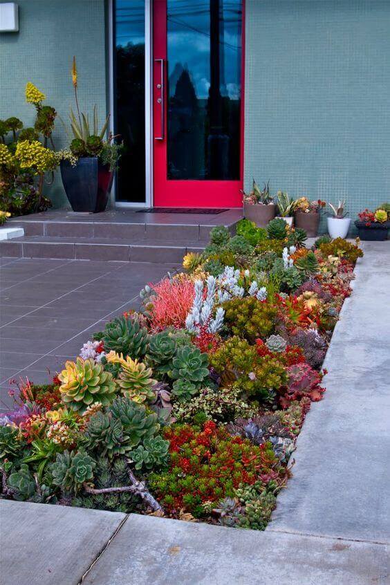 Vibrant succulent garden along a concrete path leading to a bold red door, featuring drought-tolerant plants and modern landscape design.