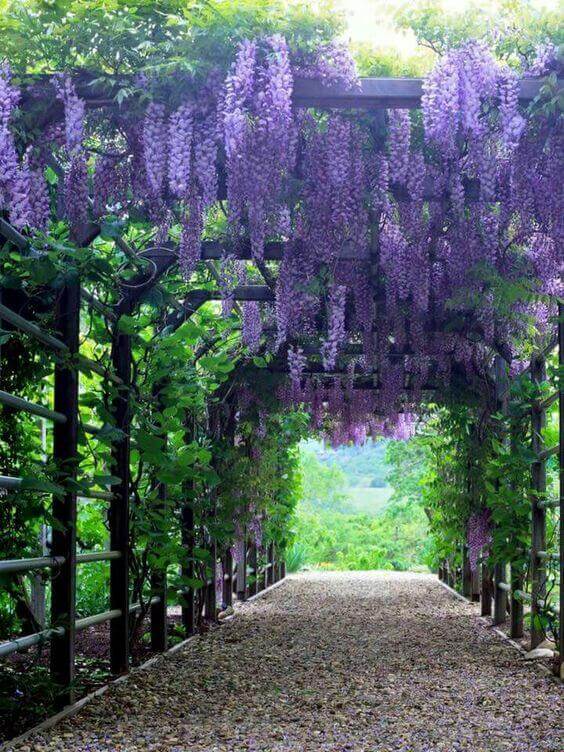 Cascading clusters of purple wisteria bloom overhead, supported by a wooden trellis, creating a serene garden pathway with gravel.