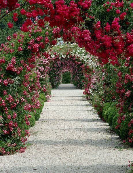 Elegant pathway with vibrant flowering arches of climbing roses in red and pink. Symmetrical design enhances garden movement while ensuring accessibility.