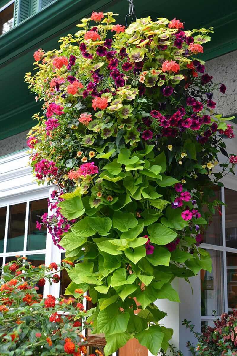 Vibrant hanging basket featuring petunias and geraniums, cascading flowers with lush greens, perfect for small spaces and urban decor.
