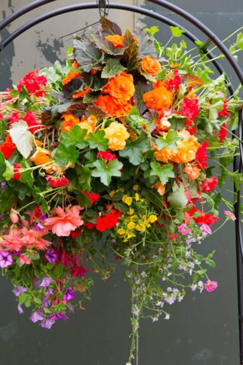 Vibrant hanging basket with orange begonias, red geraniums, and trailing petunias, adding lush color and vertical interest to outdoor spaces.
