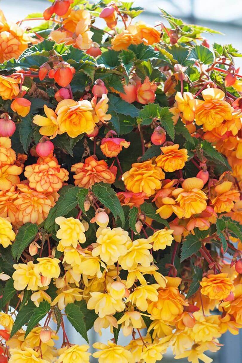 Dense, cascading begonias in bright orange, yellow, and pink blooms, enhanced by lush green foliage, perfect for hanging baskets.