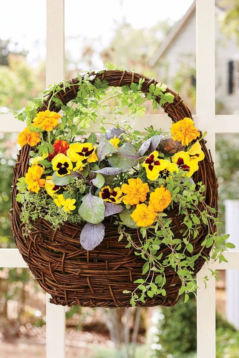 Woven willow hanging basket, 16 inches, filled with yellow and purple pansies, orange marigolds, and creeping thyme on a white trellis.