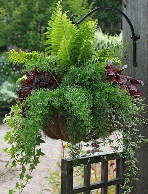 Hanging basket with diverse ferns and trailing plants in varying shades of green, made from coir fiber, suspended by an iron hook.