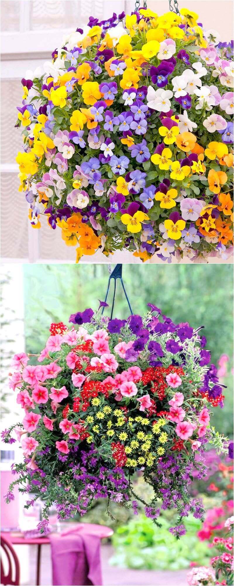 Vibrant hanging baskets filled with pansies in purple, yellow, and white, ideal for vertical gardens in temperate climates.