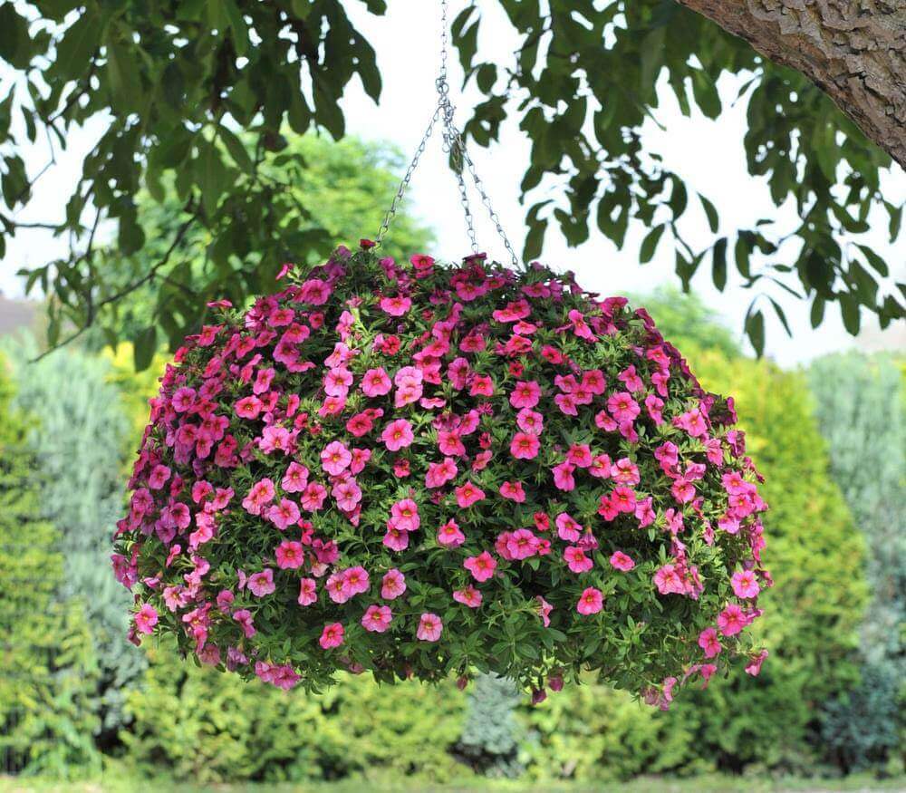 Spherical hanging basket filled with vibrant pink and purple petunias, suspended from a tree branch at 1.5 meters for visibility.
