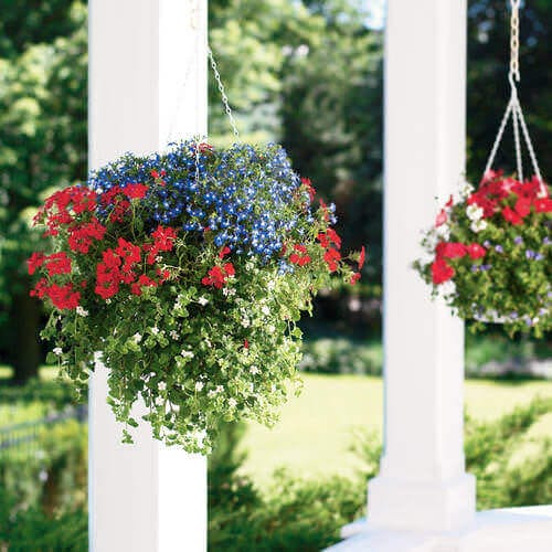 Vibrant hanging baskets with red, blue, and white flowers, each 12 inches wide, enhancing outdoor decor with seasonal color and texture.