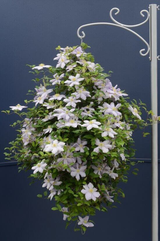 Clematis in a hanging basket with lavender flowers, suspended from a metal bracket, enhancing vertical space in a small garden.