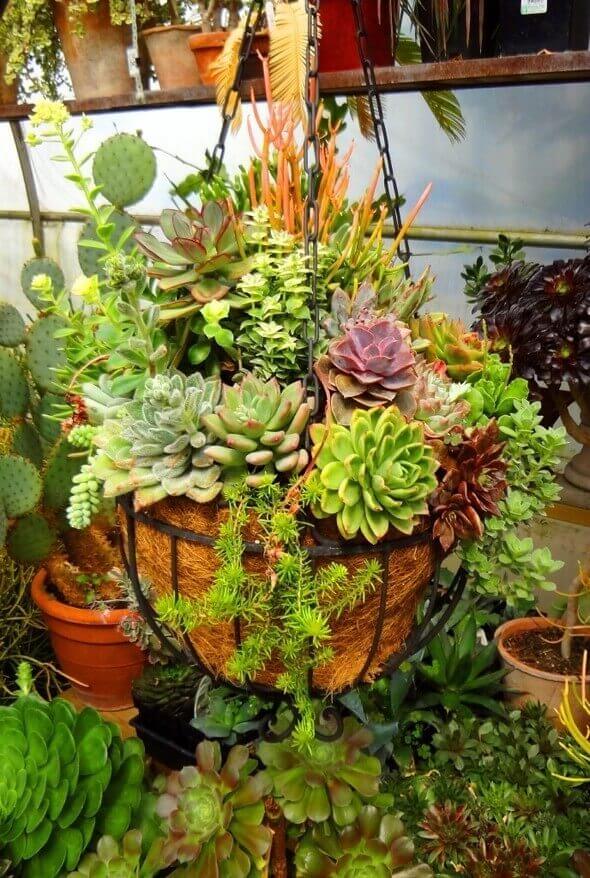 Hanging succulent planter with a round wire basket, featuring Echeveria and Sedum. Vibrant greens and purples enhance indoor or outdoor decor.
