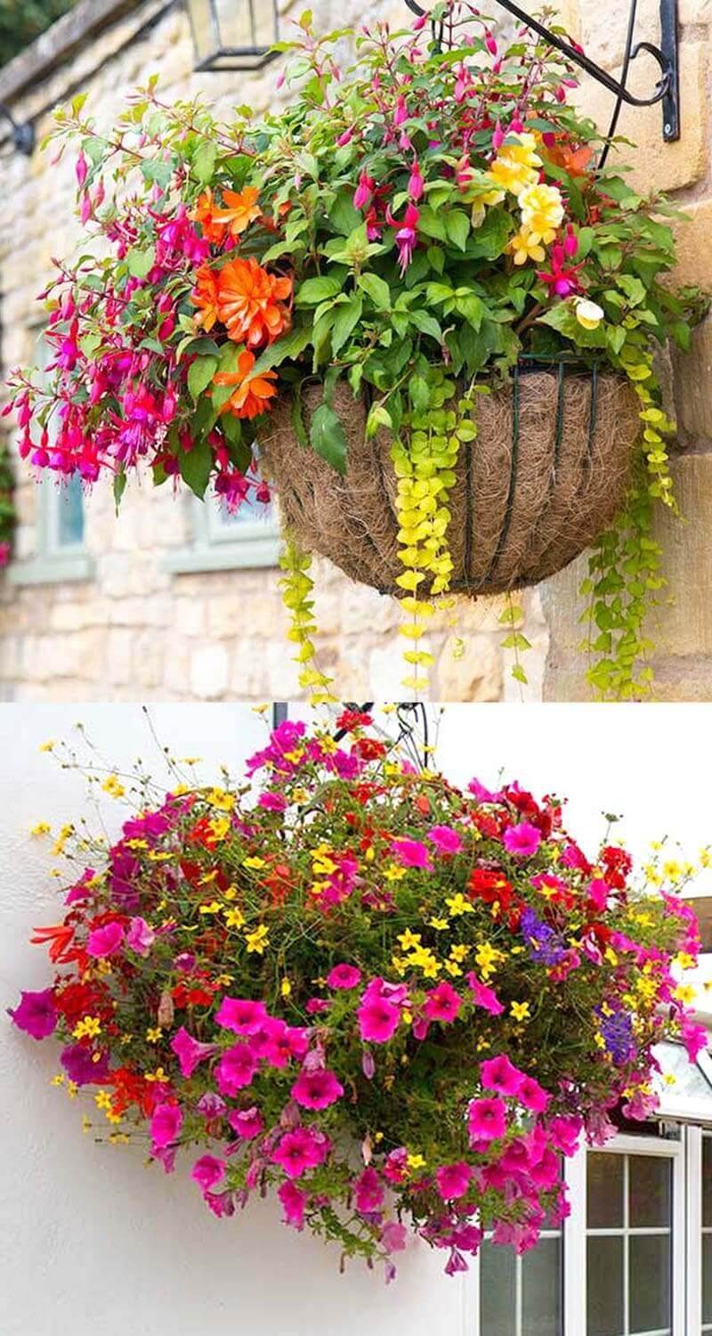 Vibrant hanging flower baskets with Fuchsia, Petunia, and Begonia, showcasing layered plant designs for outdoor decor.