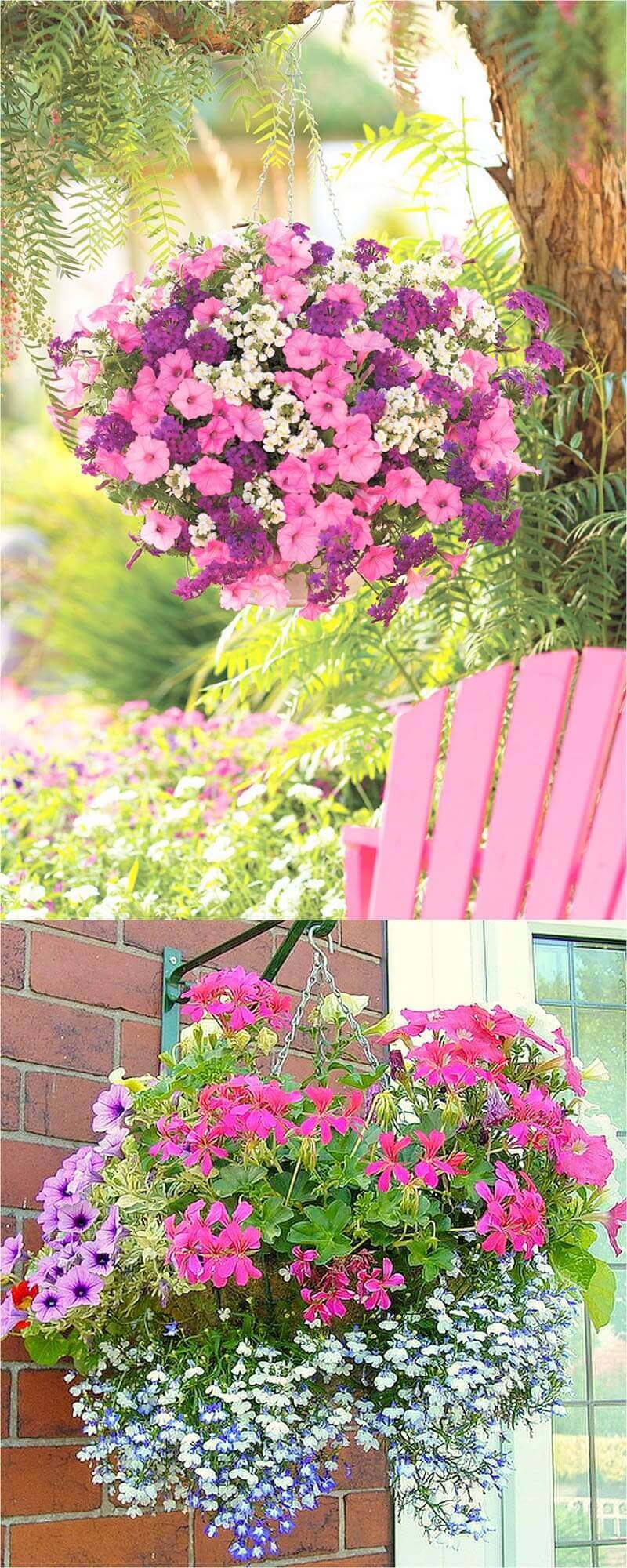Vibrant hanging baskets showcase petunias, violas, and geraniums, suspended elegantly, enhancing outdoor decor and attracting pollinators.