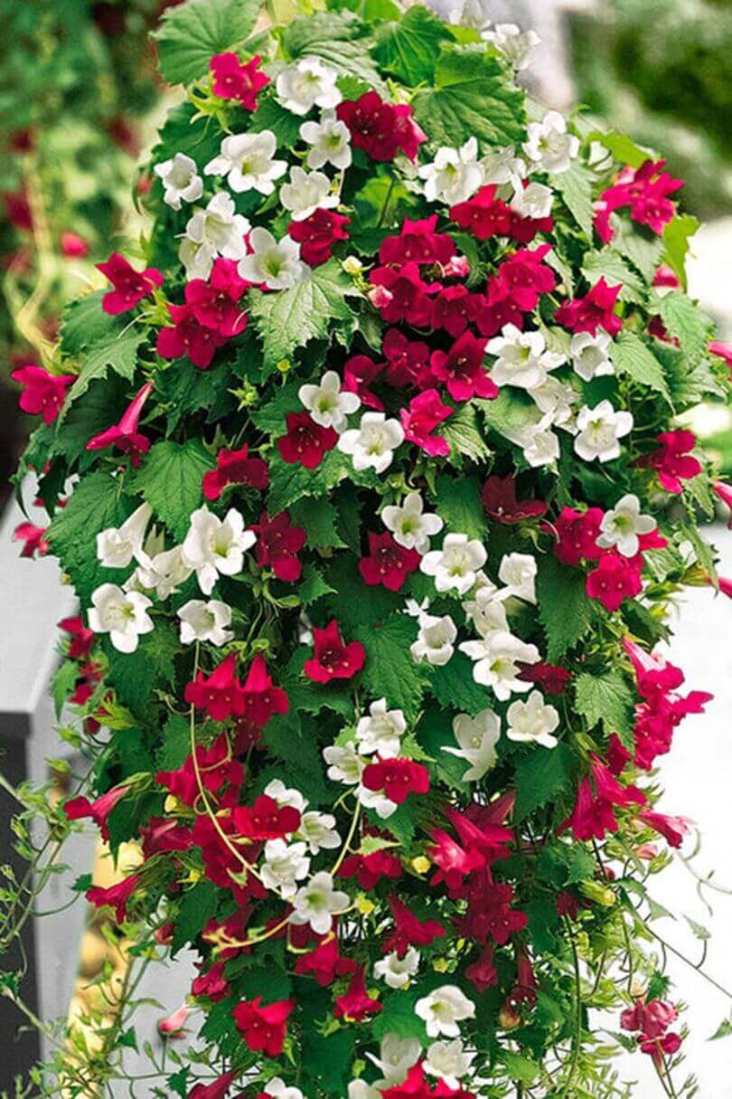 Vibrant hanging baskets with red and white flowers and lush green foliage, ideal for outdoor decor and enhancing vertical spaces.