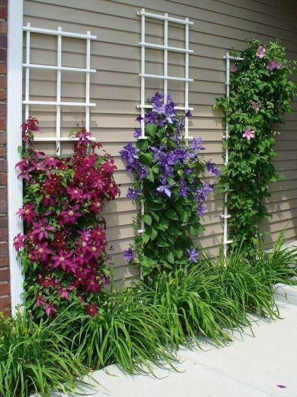 Vertical garden featuring clematis vines on white trellises, with vibrant purple, burgundy, and pink flowers, framed by lush green grass.