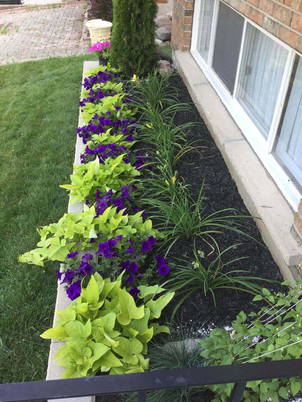 Vibrant flower bed featuring purple petunias and green sweet potato vines, bordered by black mulch for a modern residential look.