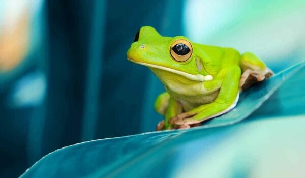 How to keep frogs away? (from the pool and from the house) – 9 Proven Ways