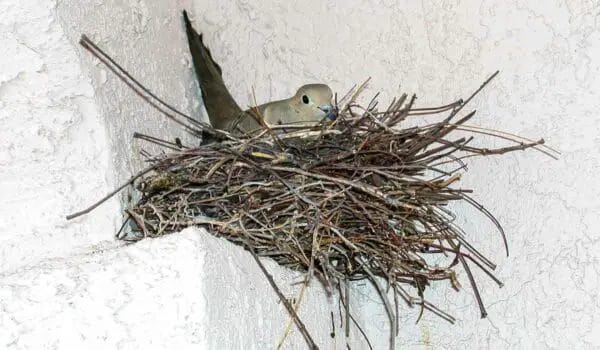 How to Stop Birds From Nesting on Your Porch? (Keep Birds Away)