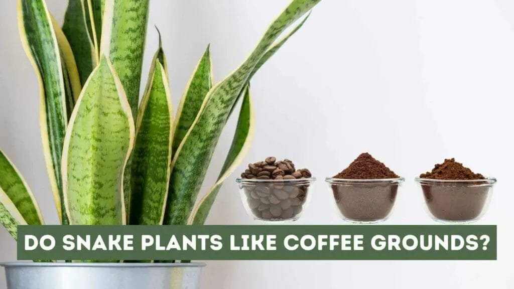 Photo of a snake plant and three bowl with coffee grounds by its side. Do Snake Plants Like Coffee Grounds?