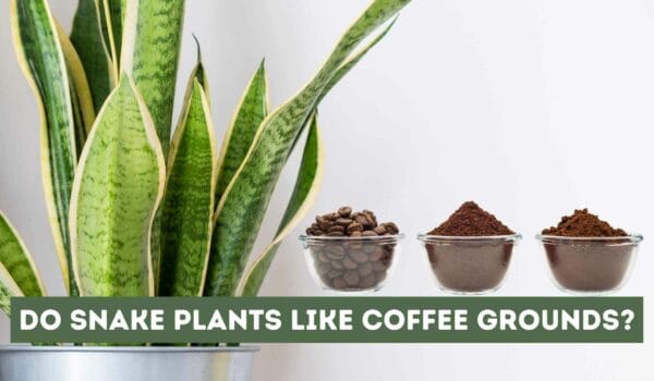 Do Snake Plants Like Coffee Grounds? Ultimate Plant Power-Up