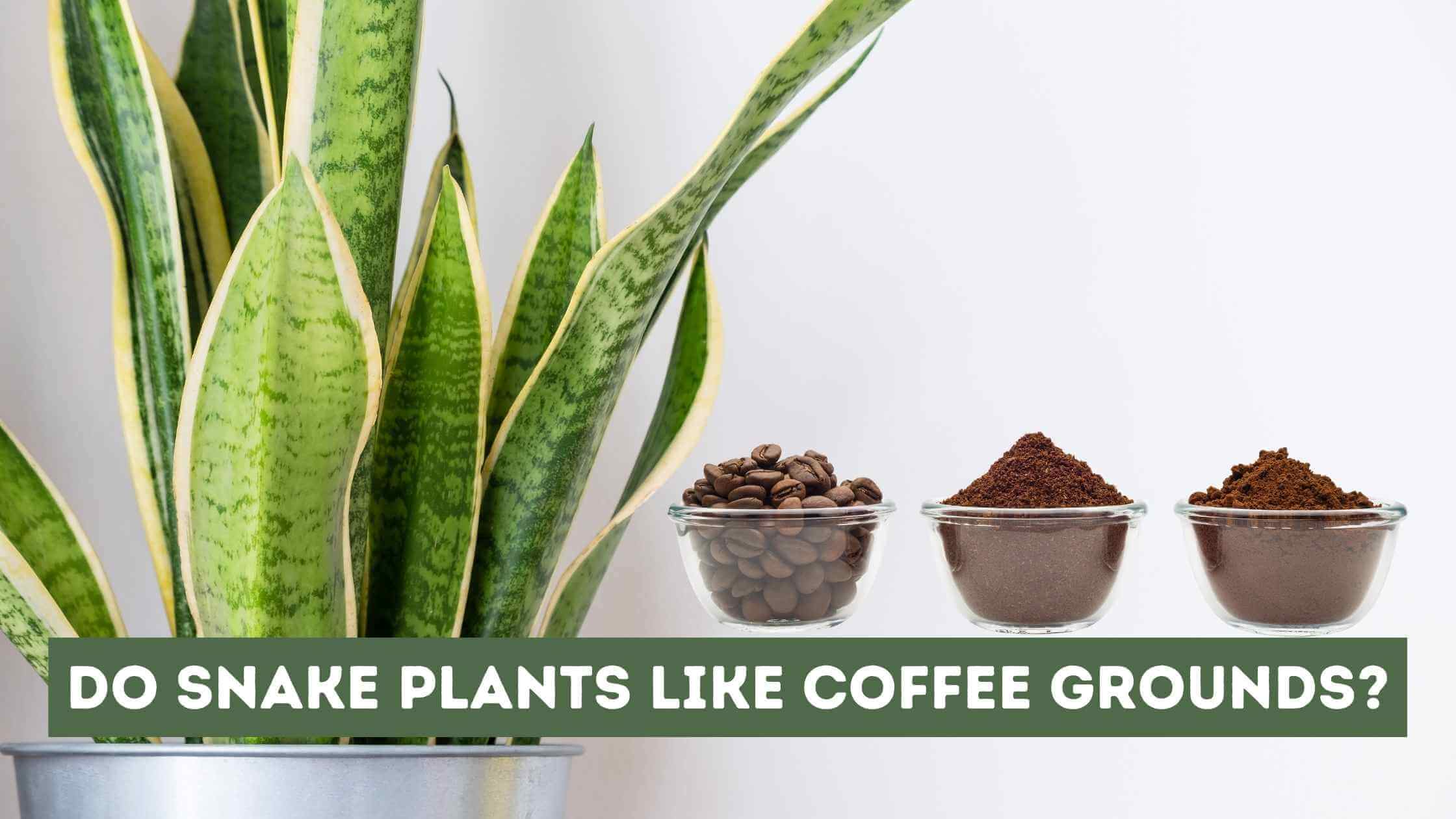 Do Snake Plants Like Coffee Grounds