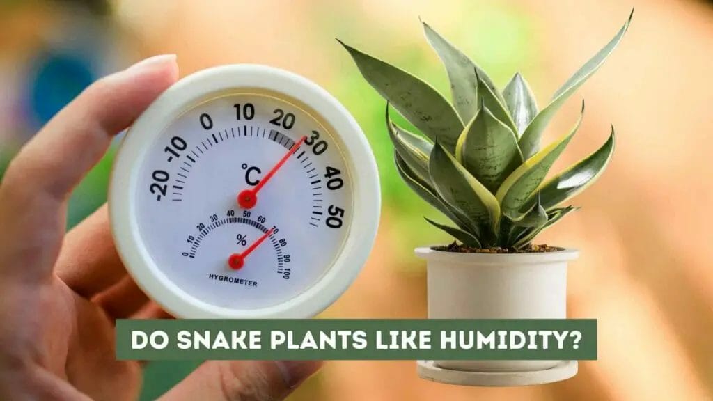 Photo of a Snake plant and an Hygrometer to check temperature and humidity levels.
Do Snake Plants Like Humidity?