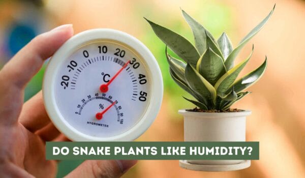 Do Snake Plants Like Humidity? Uncovering the Truth