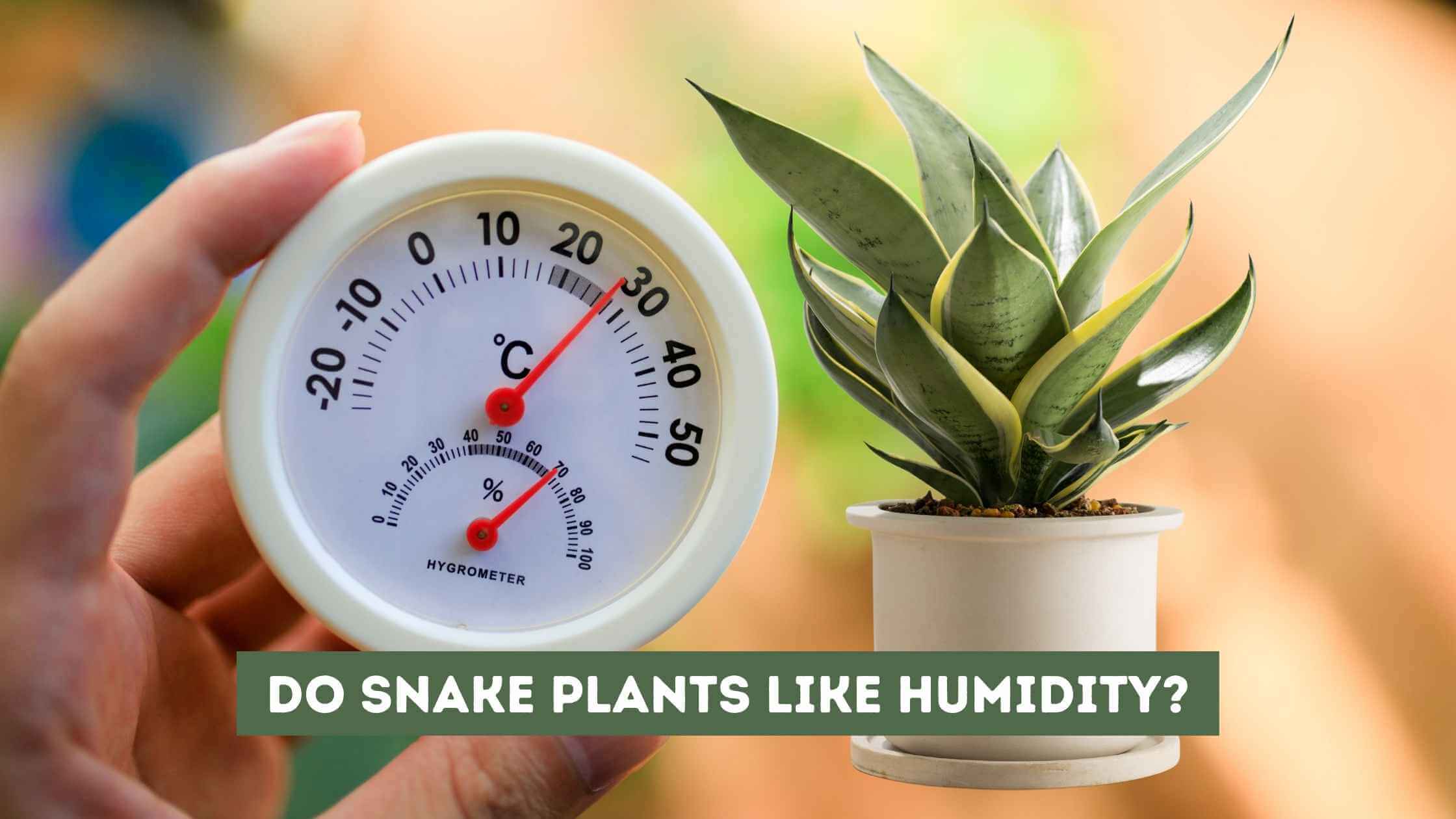 Do Snake Plants Like Humidity