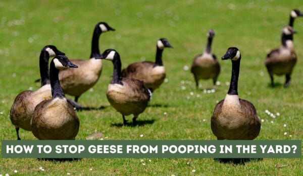 How to stop Geese from pooping in the yard? Effective Solutions