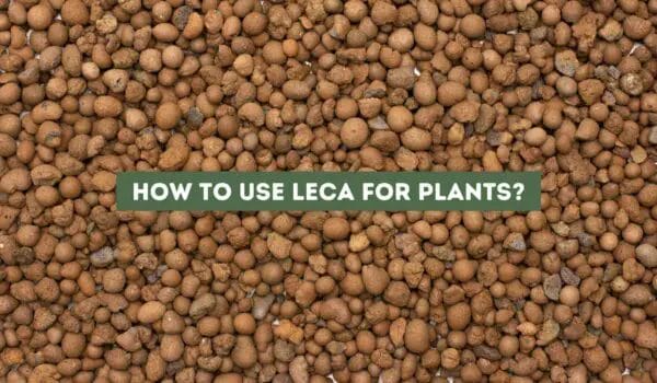 How to Use Leca for Plants: A Comprehensive Guide