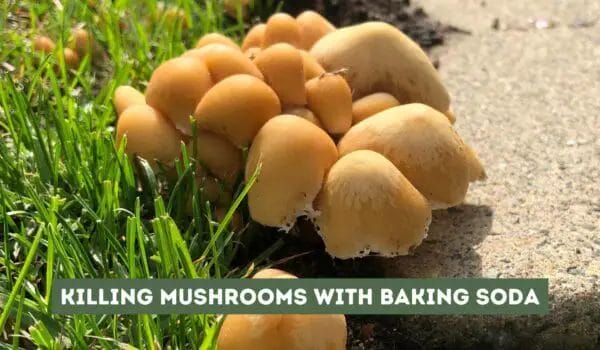 Killing Mushrooms with Baking Soda (An Effective Guide)