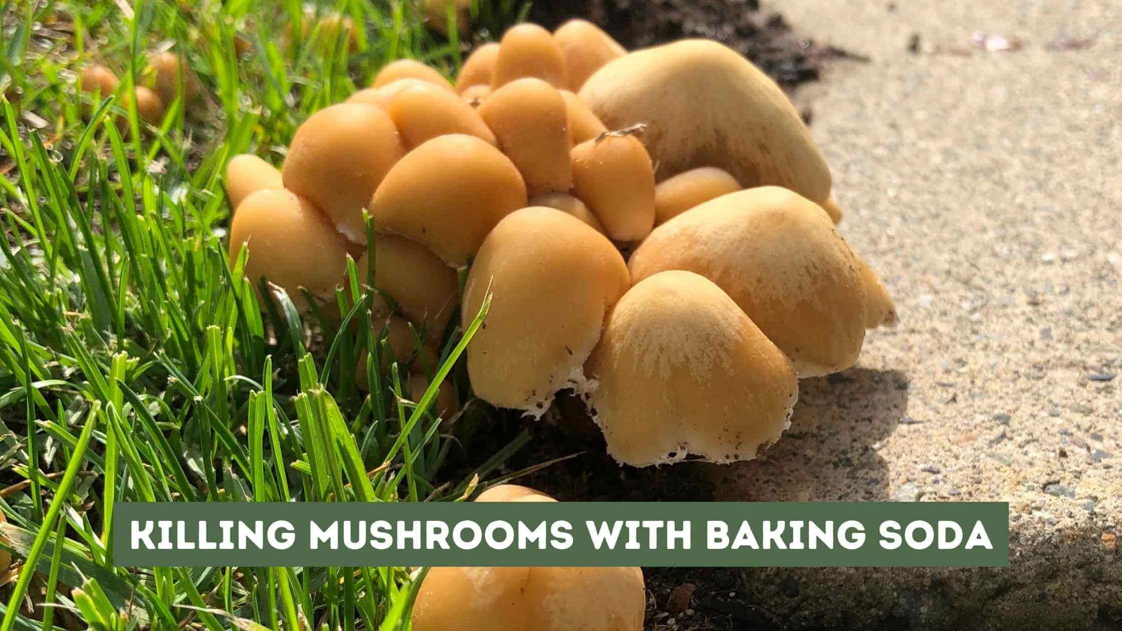 Killing Mushrooms with Baking Soda