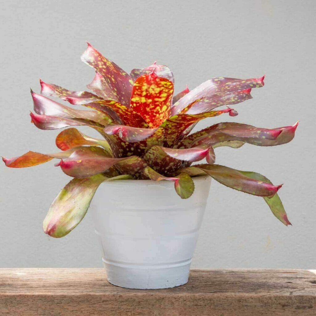 Photo of a Bromeliad plant planted in a white pot.