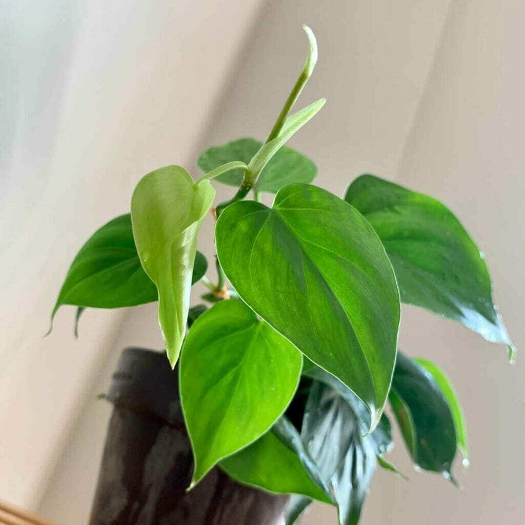 Photo of a philodendron plant planted in a black pot.