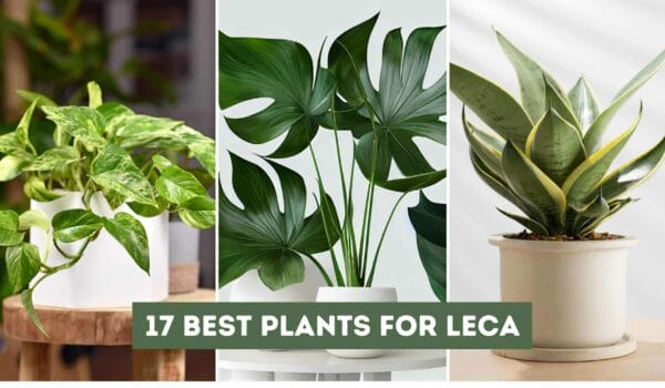 17 Best Plants for LECA: Boost Your Vibrant Plant Collection