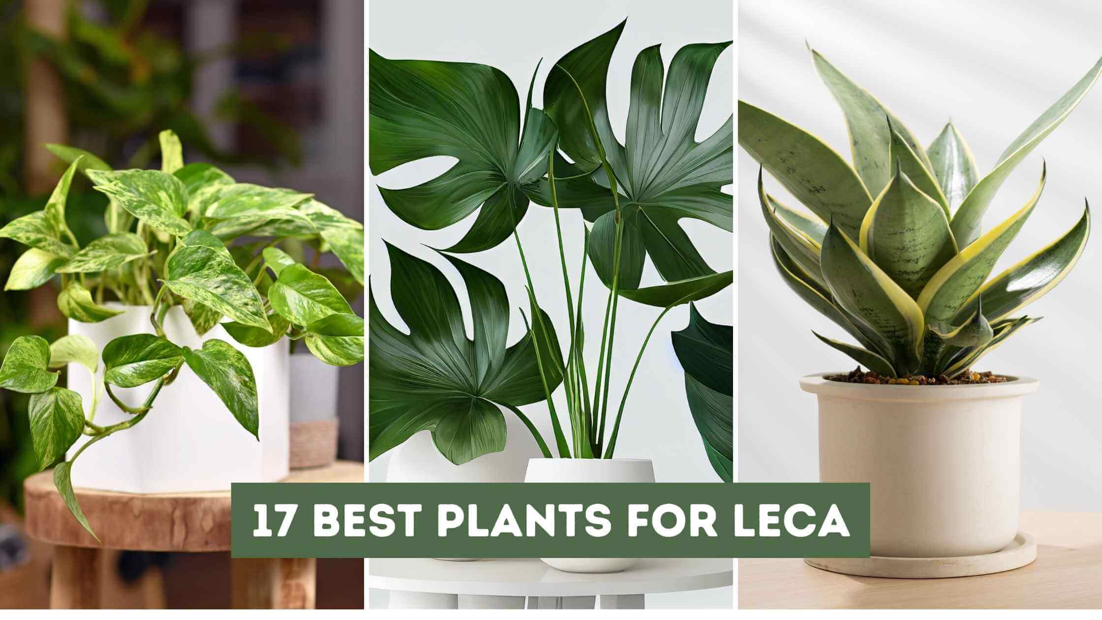 Best Plants for LECA