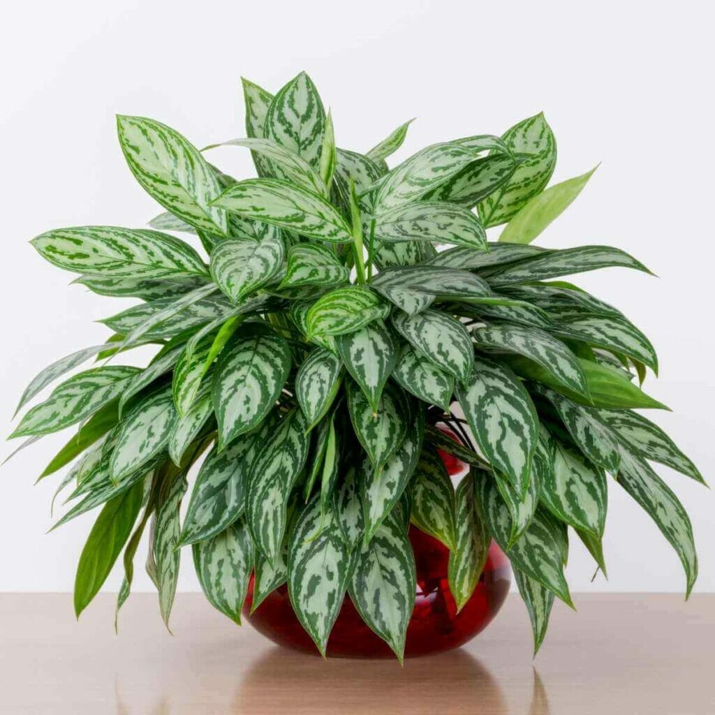 Photo of a Chinese Evergreen plant, planted in a red pot.