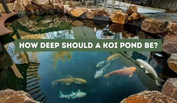 How Deep Should a Koi Pond Be? Essential Factors To Consider