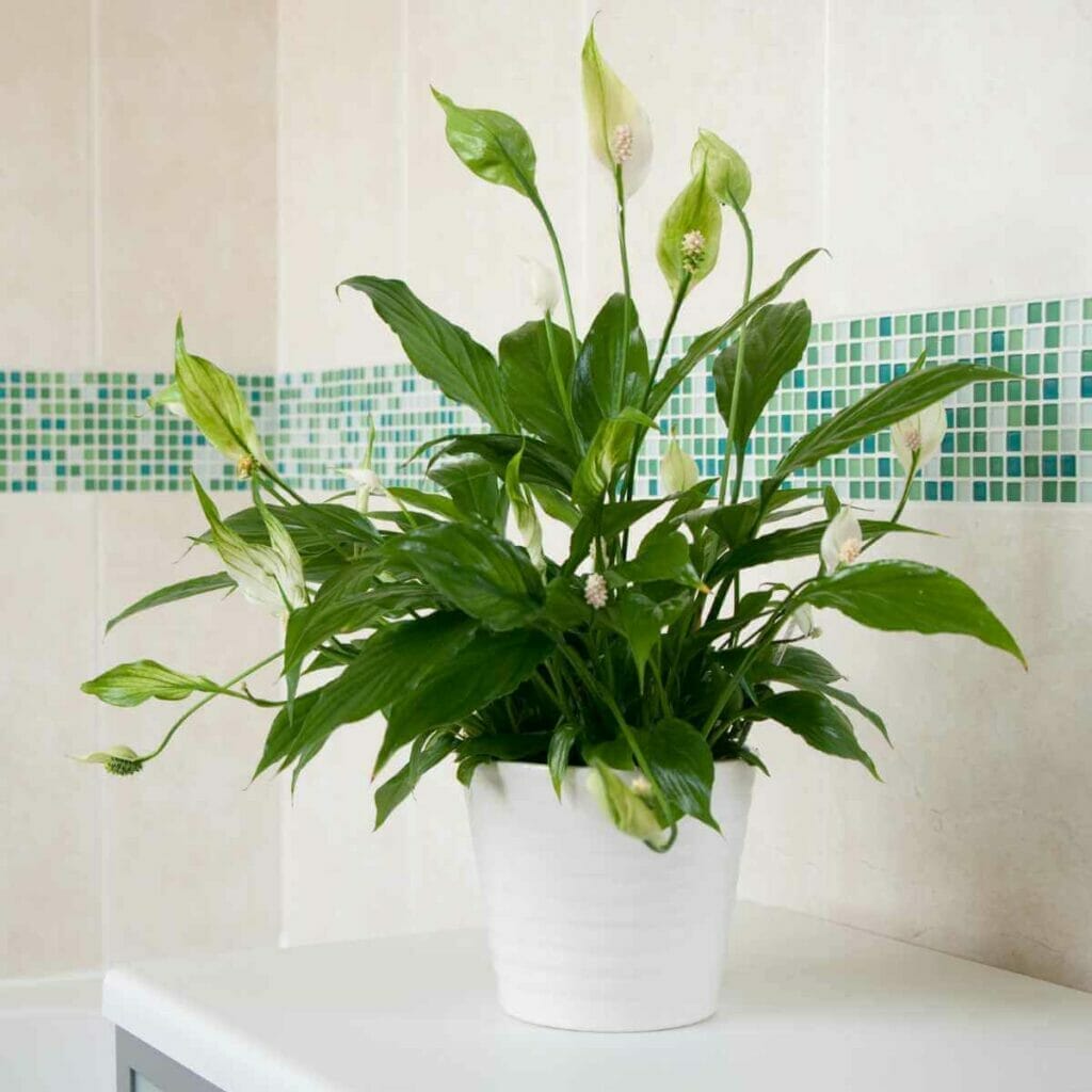 Photo of a Peace Lily planted in a white pot.