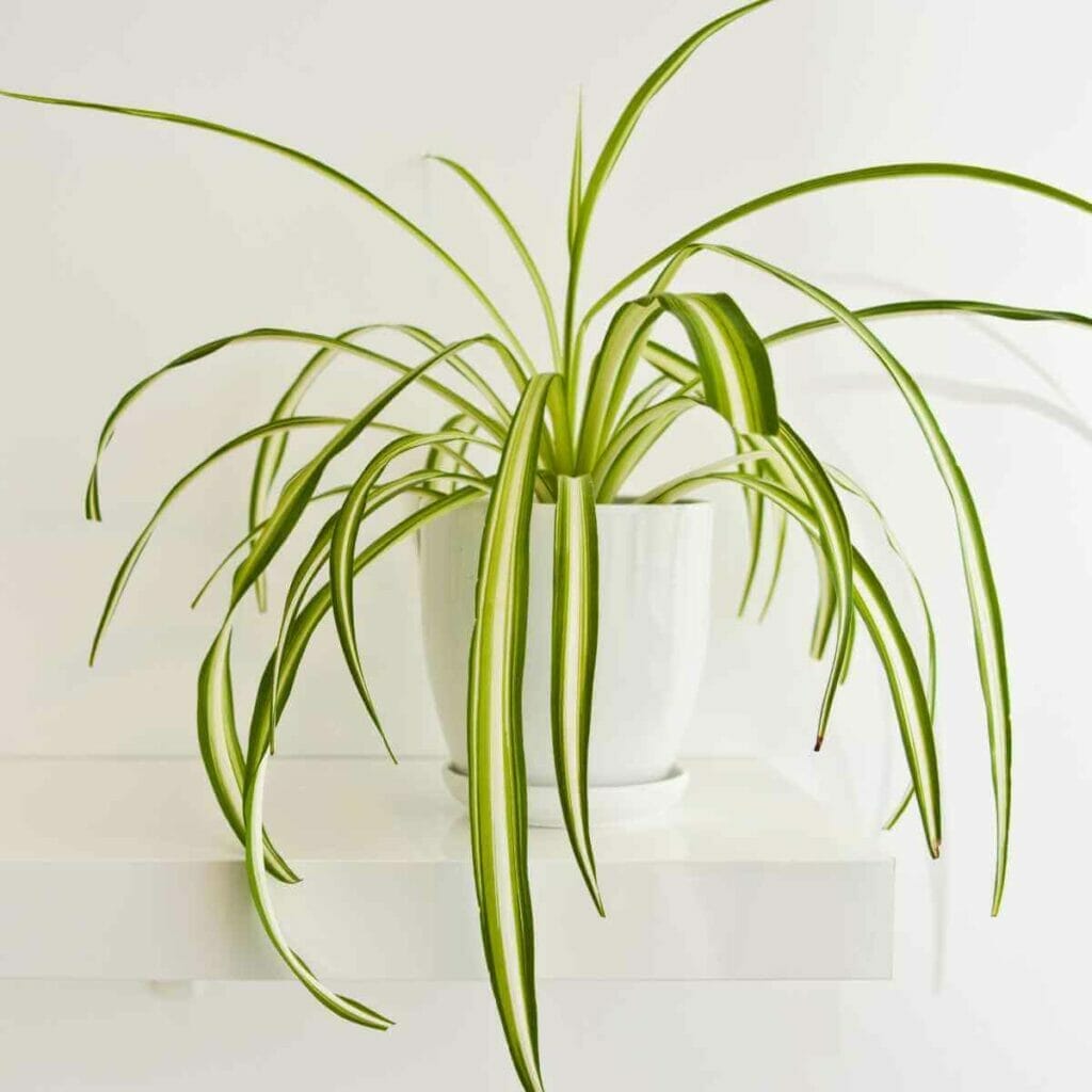 Photo of a spider plant planted in a white pot with LECA.