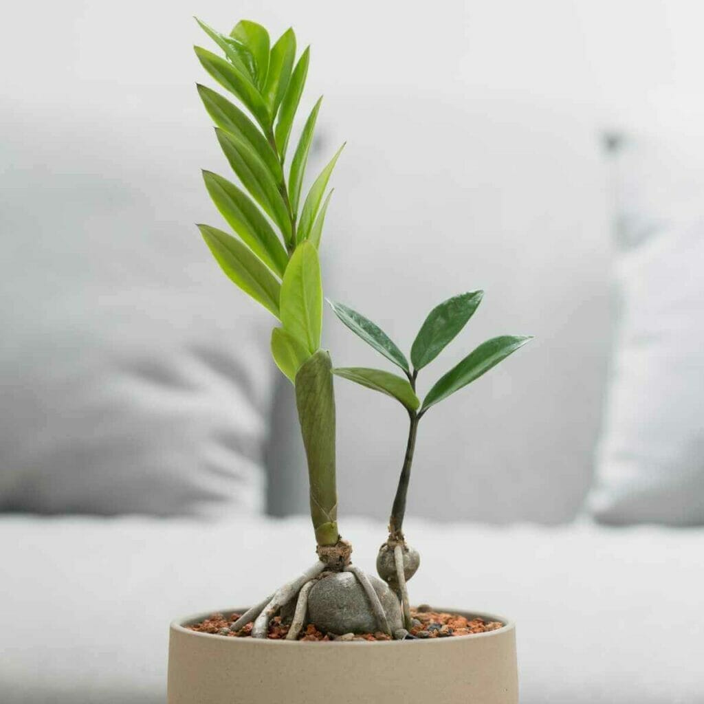 Photo of a ZZ plant planted in a grey pot with LECA.