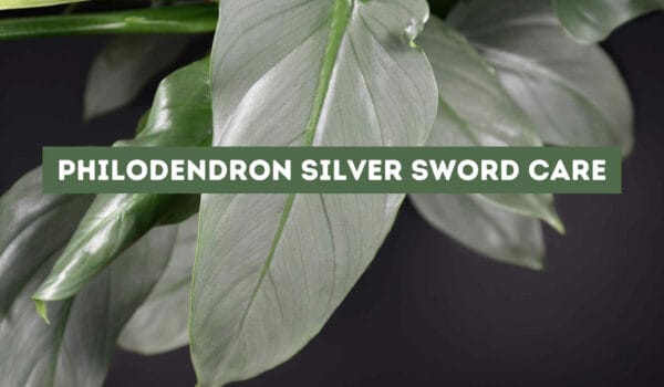 Philodendron Silver Sword Care: Tips for Healthy Growth
