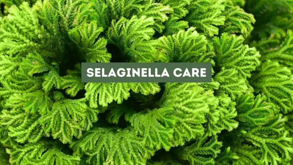 Photo of a green Selaginella spike moss closeup. Selaginella Care.