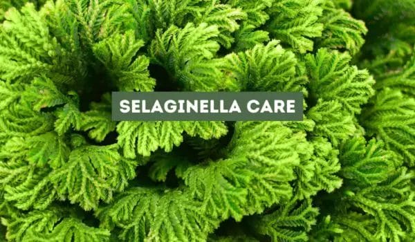 Selaginella Care: Essential Tips for a Thriving Plant