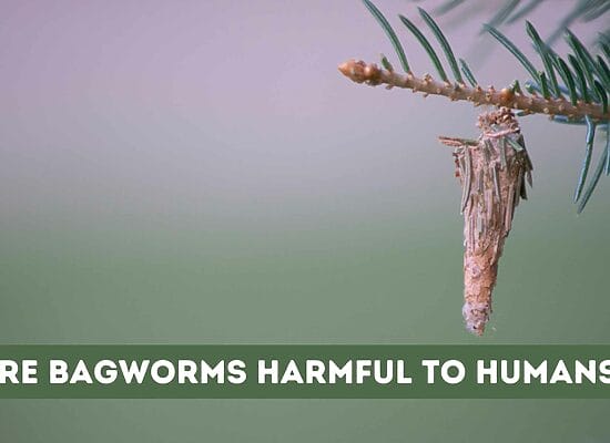 Are Bagworms Harmful to Humans? (Risks and Dangers)