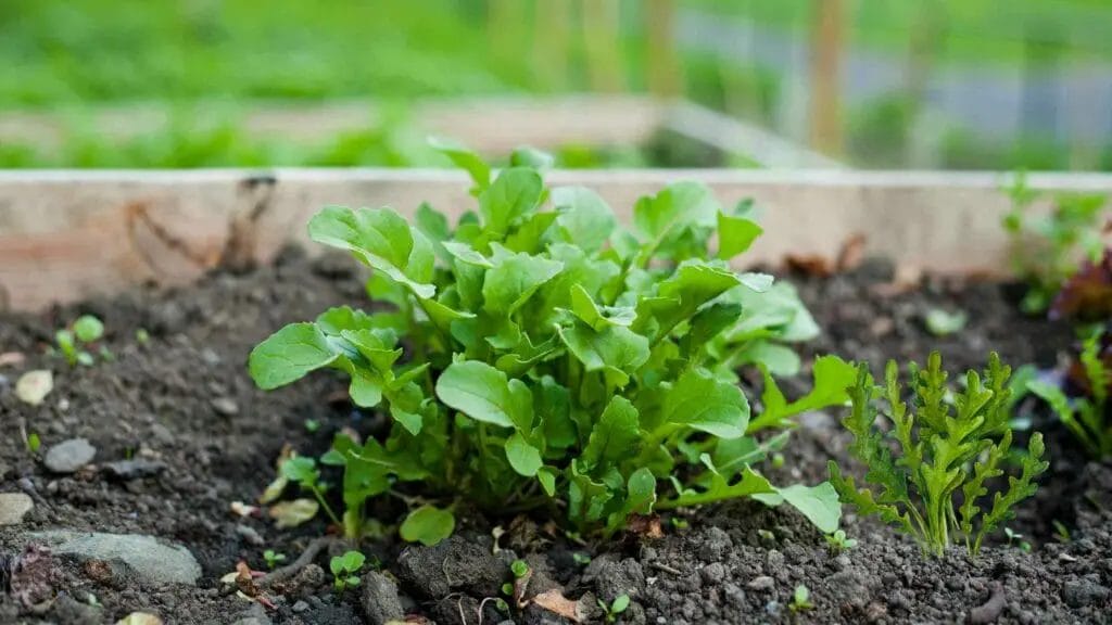 Photo of Arugula planted in a raised garden bed.
