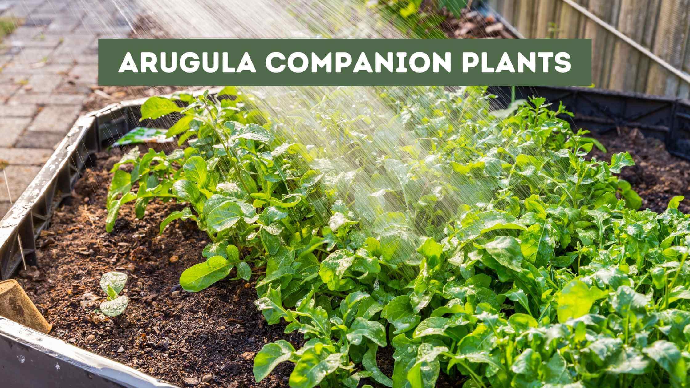 Arugula Companion Plants